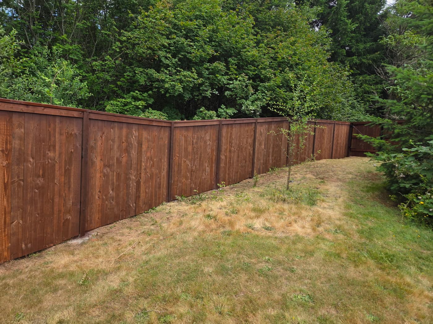 Long run of freshly stained cedar fence in dry summer weather, Portland OR