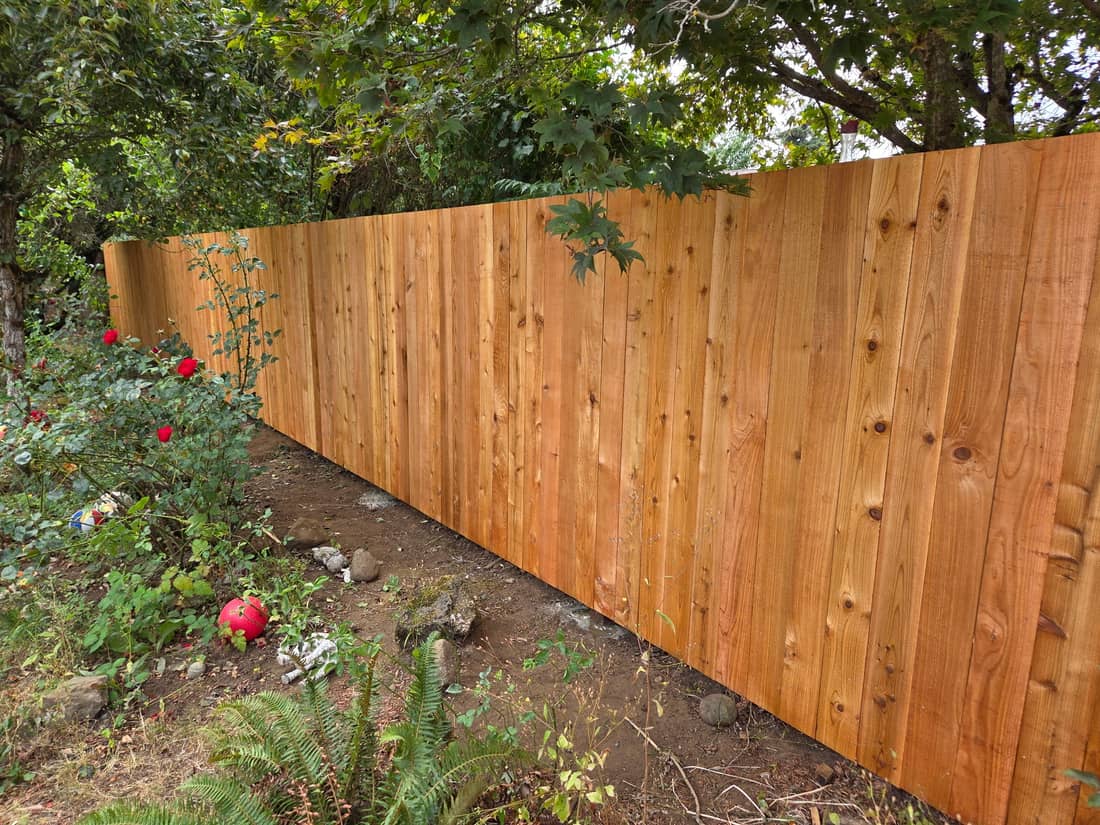 New natural cedar privacy fence running along a garden bed with roses in a Portland, OR backyard